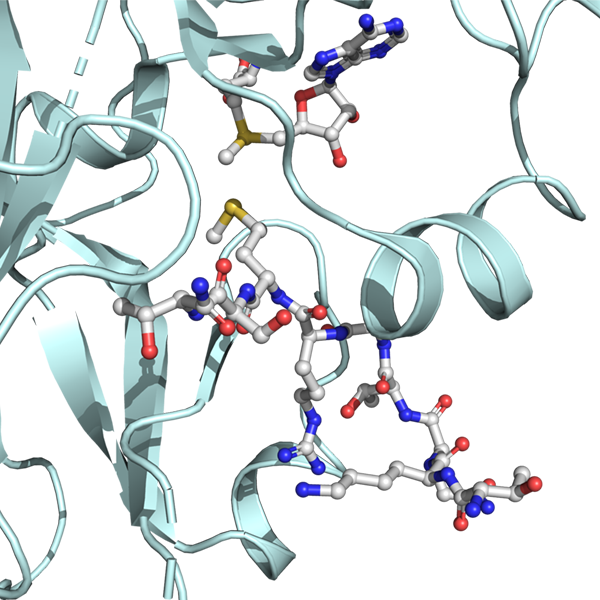 Inhibitor for protein methylation